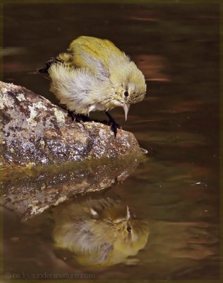 Tennessee Warbler