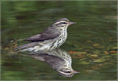 Northern Waterthrush