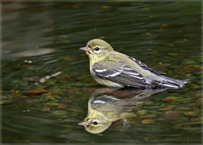 Blackpoll Warbler
