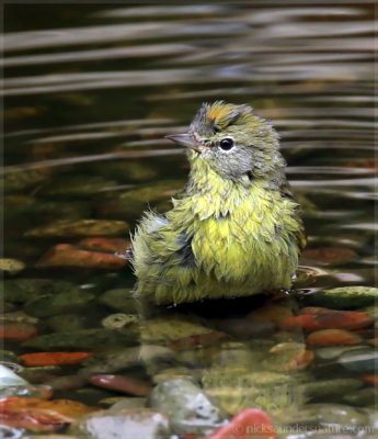 Orange-crowned Warbler