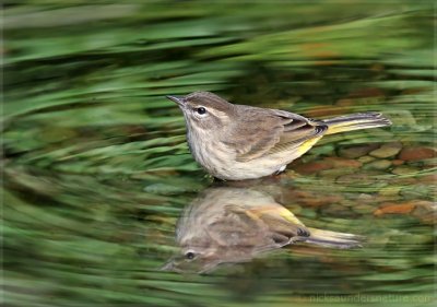 Palm Warbler