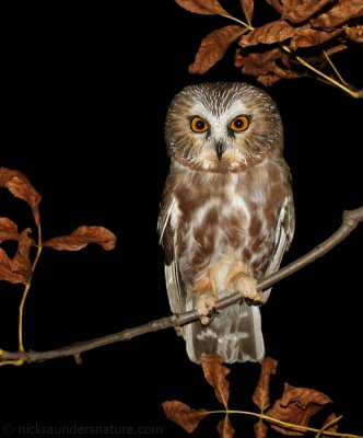 Northern Saw-whet Owl