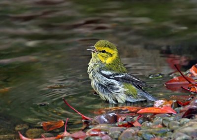 Black-throated Green Warbler