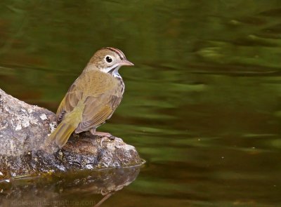 Ovenbird