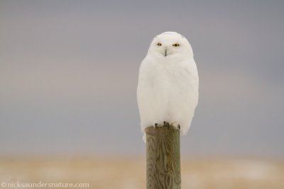 Snowy Owl