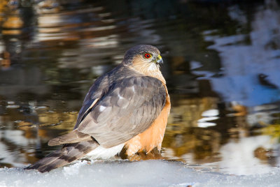 Sharp-shinned Hawk