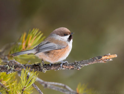 Boreal Chickadee