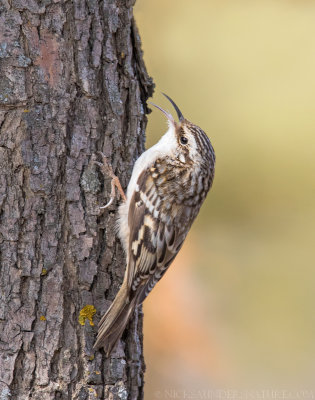 Brown Creeper