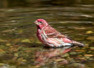Purple Finch