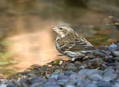 Purple Finch female