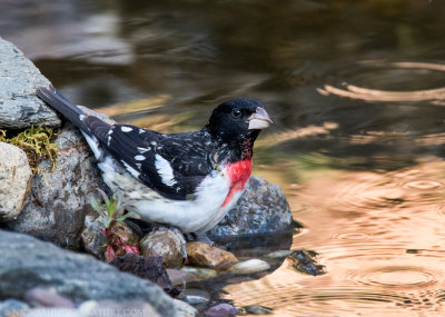 Rose-breasted Grosbeak male
