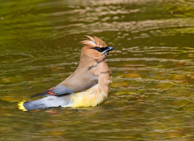 Cedar Waxwing