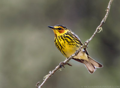 Cape May Warbler