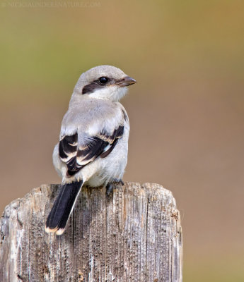 Loggerhead Shrike