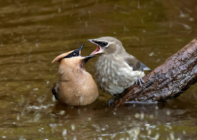 Cedar Waxwing adult and juvenile