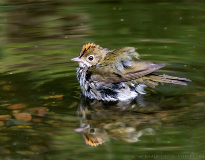 Ovenbird