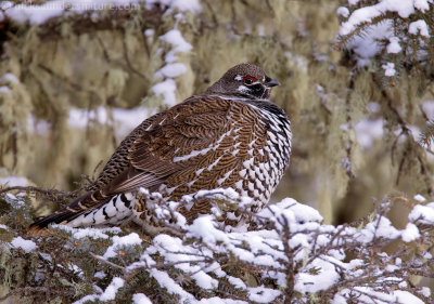 Spruce Grouse