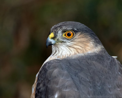 Sharp-shinned Hawk