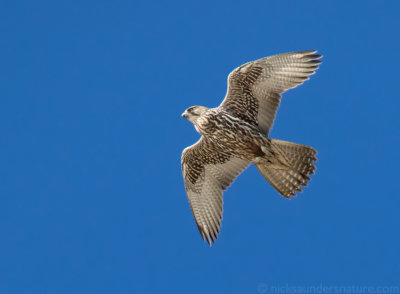 Gyrfalcon