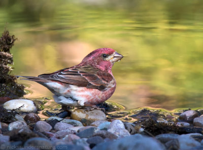 Purple Finch