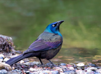 Common Grackle