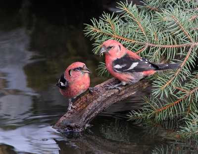 White-winged Crossbills