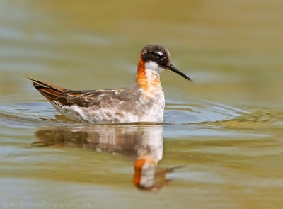 Red-necked Phalarope