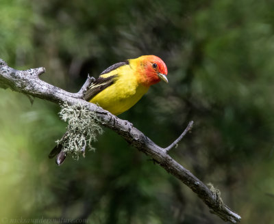 Tanagers