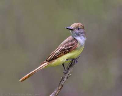 Great Crested Flycatcher