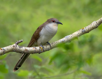 Black-billed Cuckoo