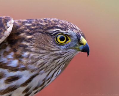 Sharp-shinned Hawk - juvenile male