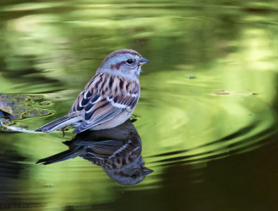American Tree Sparrow