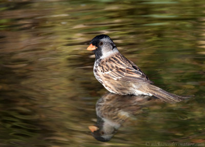 Harris's Sparrow
