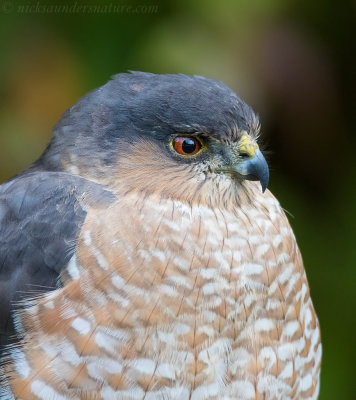 Sharp-shinned Hawk