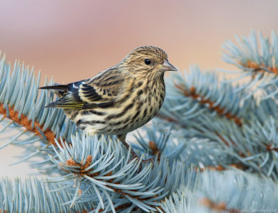 Pine Siskin