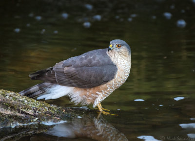 Sharp-shinned Hawk 
