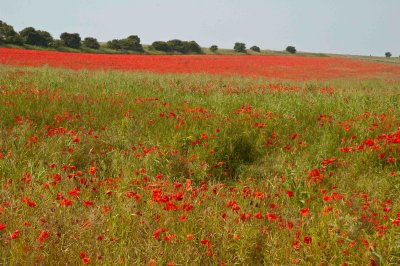 Poppies Field in Sussex