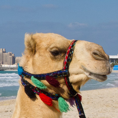 Camel Portrait