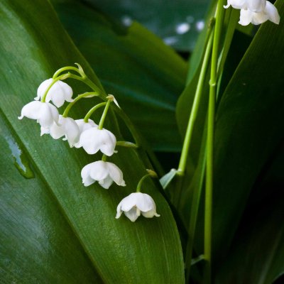 Lilies of Valley