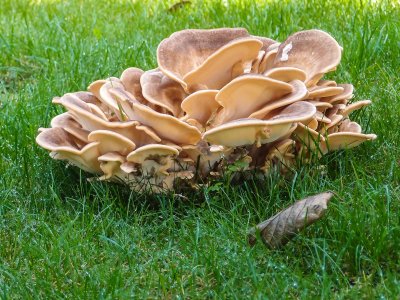 Unexpected Mushrooms