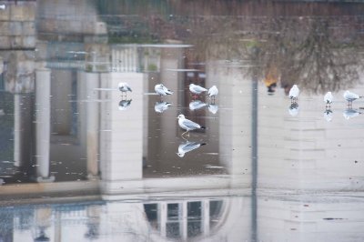 Winter Reflections