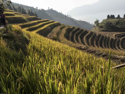 Rice Terrases Longsheng