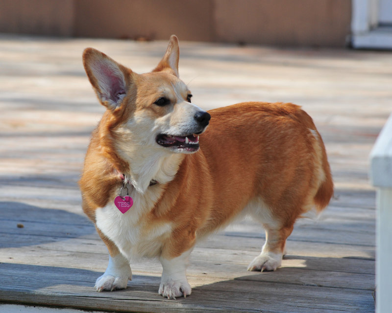 Tess @ 1.5 years