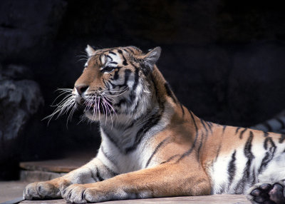 tiger