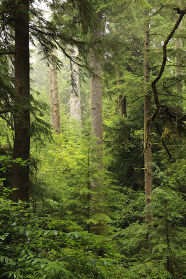 Rainforest, Cape Meares, Oregon
