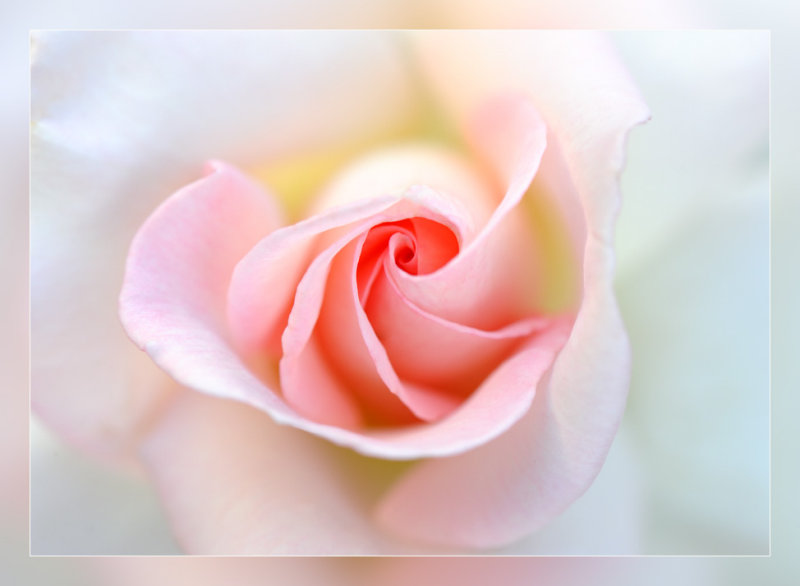 Pink Promise