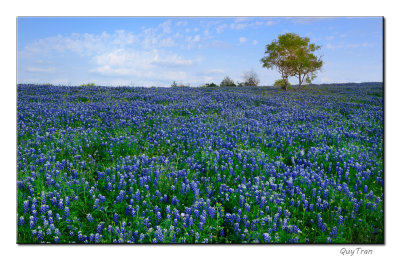 Wild Texas - Spring