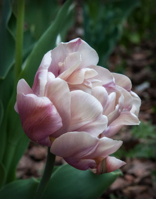 tulip in peony imitation