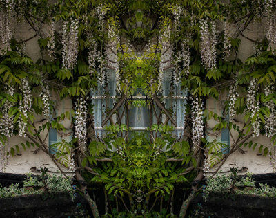 wisteria window