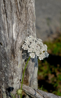 DSCF1633.jpg